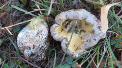 Caloboletus radicans