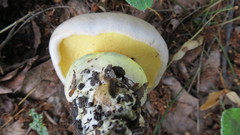 Caloboletus radicans