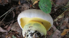 Caloboletus radicans