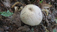 Caloboletus radicans