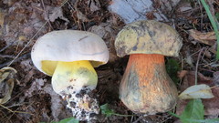 Caloboletus radicans