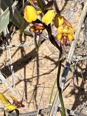 Diuris oraria
