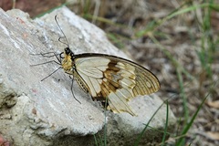 Papilio dardanus cenea