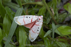 Cyana bellissima