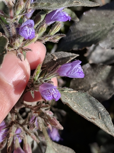 Image of Hygrophila corymbosa by (c) Alison Northup, some rights reserved (CC BY)
