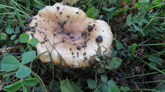 Russula