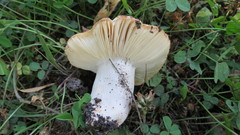 Russula