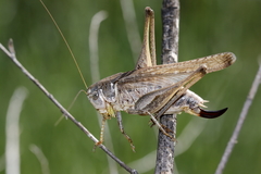 Platycleis falx laticauda