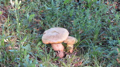 Suillellus luridus