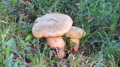Suillellus luridus