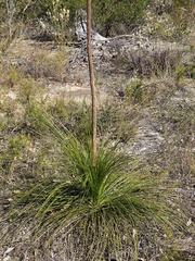 Xanthorrhoea media