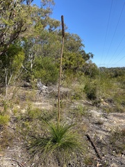 Xanthorrhoea media
