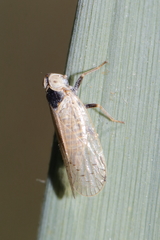Pentastiridius beieri