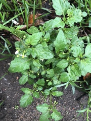 Solanum nigrum
