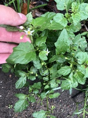 Solanum nigrum