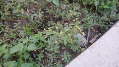 Galinsoga quadriradiata