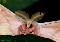 Antheraea cingalesa