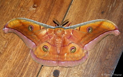 Antheraea cingalesa
