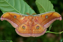 Antheraea cingalesa