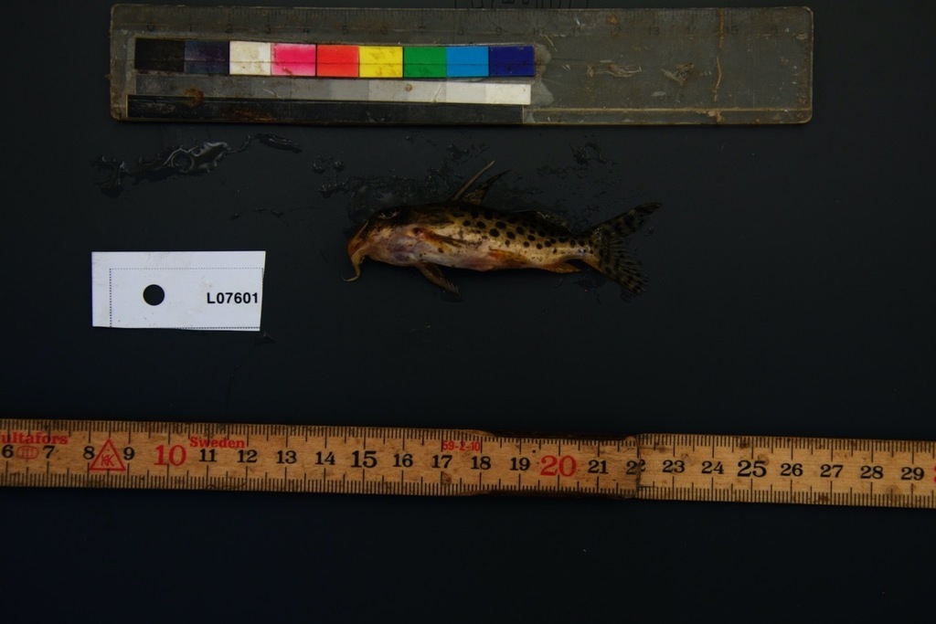 Synodontis multimaculatus