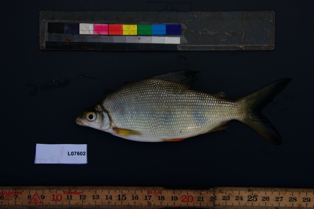 Many Barred Distichodus