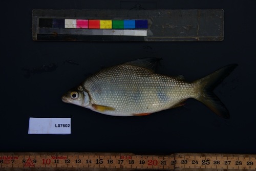 Banded distichodus (Distichodus fasciolatus) — Distichodontidae