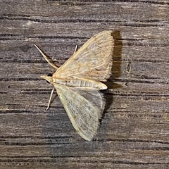 Paracorsia repandalis