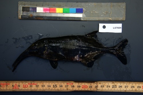 Long-snouted elephantfish (Campylomormyrus rhynchophorus) — Mormyridae — 3