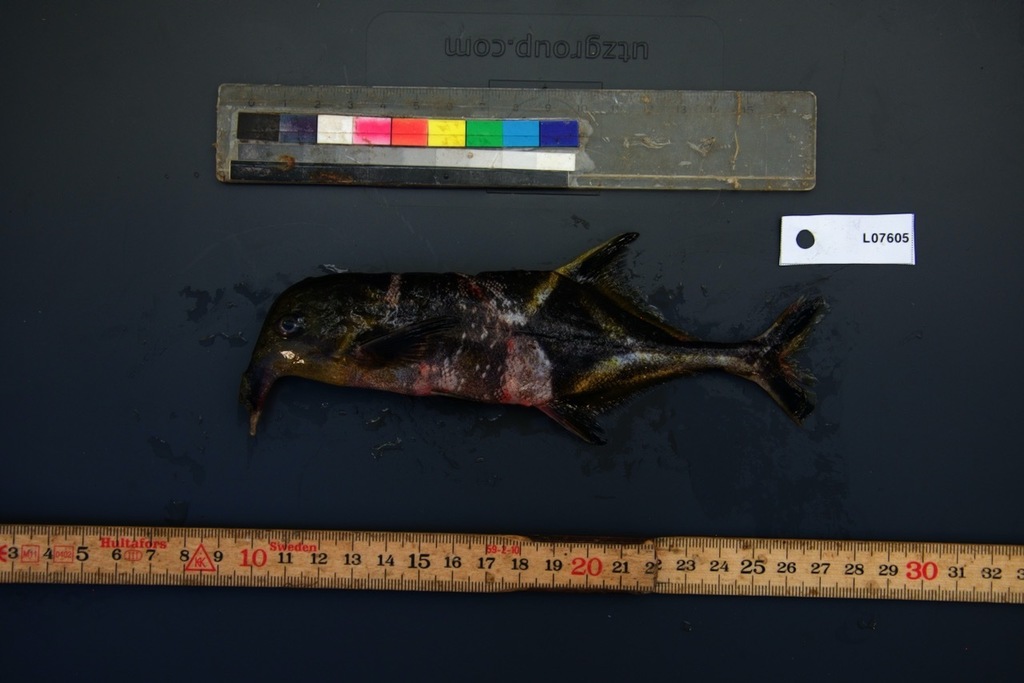 Eland-olifantsvis (Campylomormyrus alces) — Mormyridae