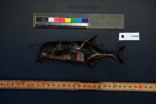 Elk snoutfish (Campylomormyrus alces) — Mormyridae