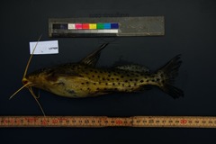 Synodontis