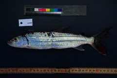 Hydrocynus vittatus