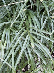 Pteris cretica
