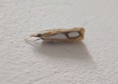 Catoptria pinella