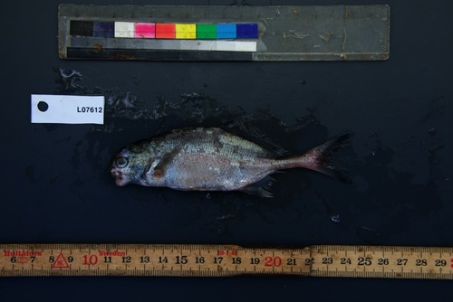 Parrot stonebasher (Hippopotamyrus psittacus) — Mormyridae — 4