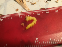 Castiarina rufipennis