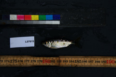 Brycinus imberi