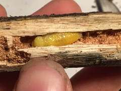 Castiarina rufipennis