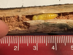 Castiarina rufipennis