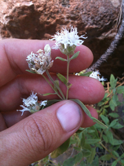Monardella odoratissima pallida