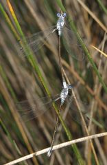 Lestes macrostigma