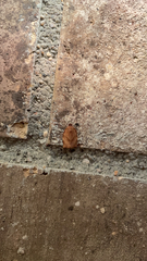 Choristoneura rosaceana