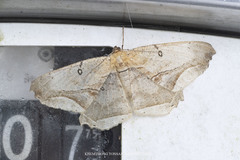 Chorodna metaphaearia