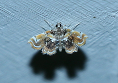 Musotima suffusalis