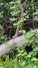 Sciurus carolinensis