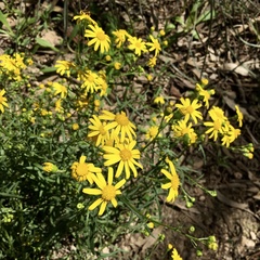 Senecio spanomerus