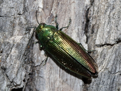 Eurythyrea micans