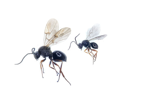 Diplolepis spinosissimae
