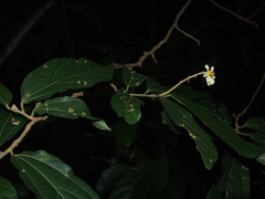 Microcos paniculata
