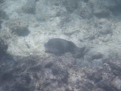 Parupeneus insularis